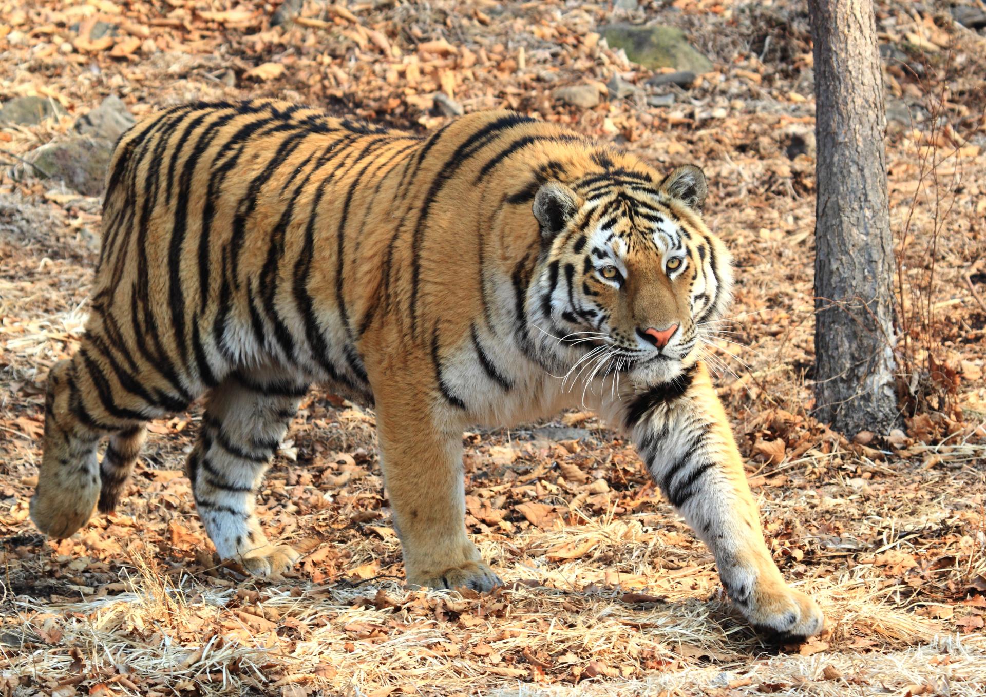 Сихотэ-Алинский государственный природный заповедник - Красная книга